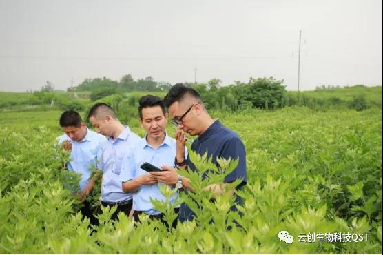 蘄善堂為艾守護之——生長(cháng)期欲與蘄艾比身高